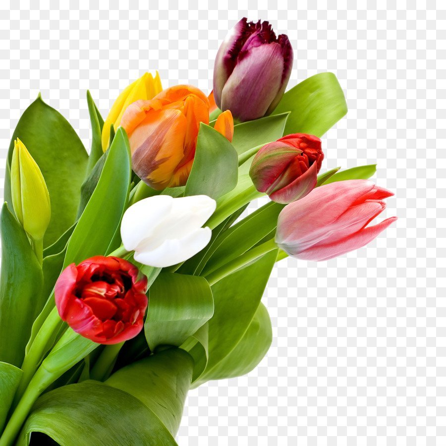 Тюльпан цветок на прозрачном фоне фото