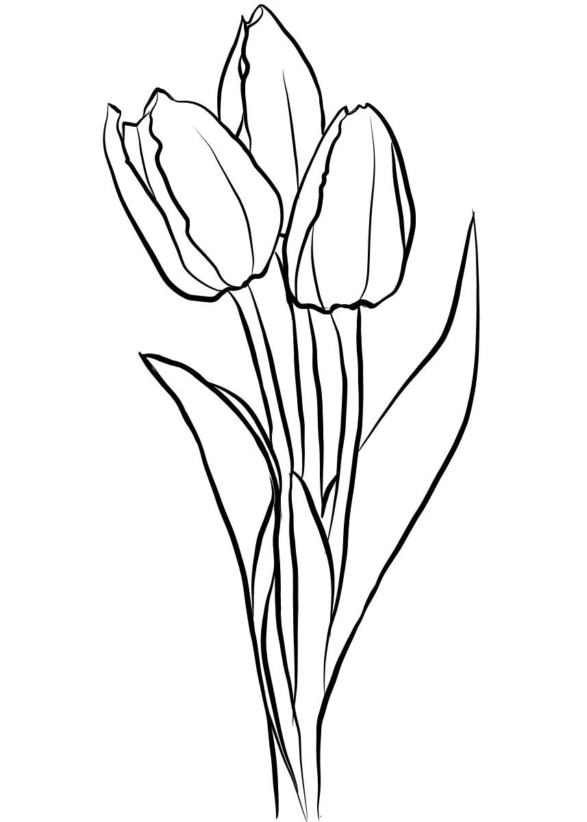 Тюльпаны рисунок контурный фото