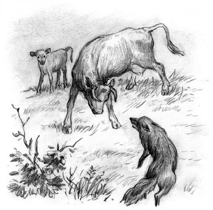 Ушинский спор животных рисунок фото