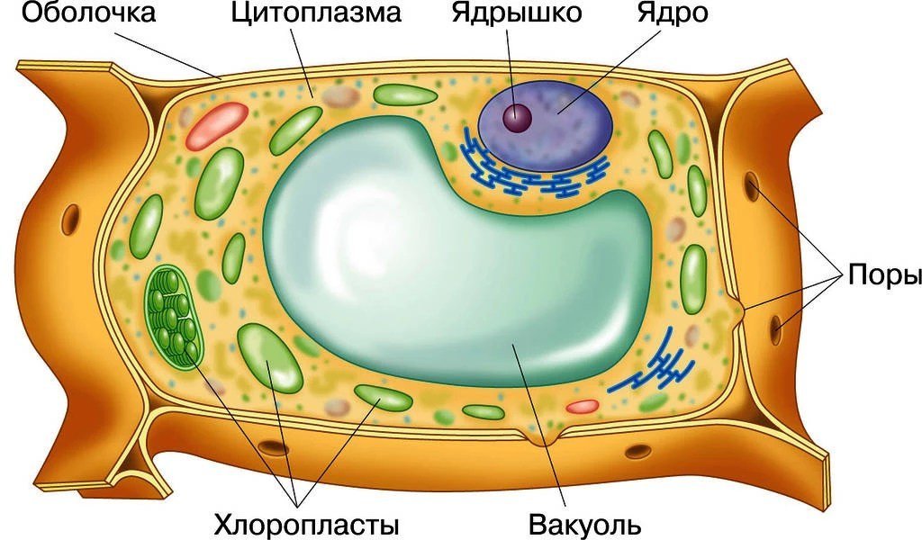 Вакуоль животной клетки рисунок фото