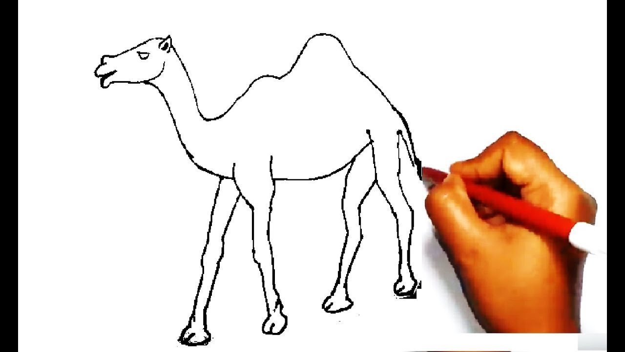 Верблюд рисунок карандашом поэтапно легко фото