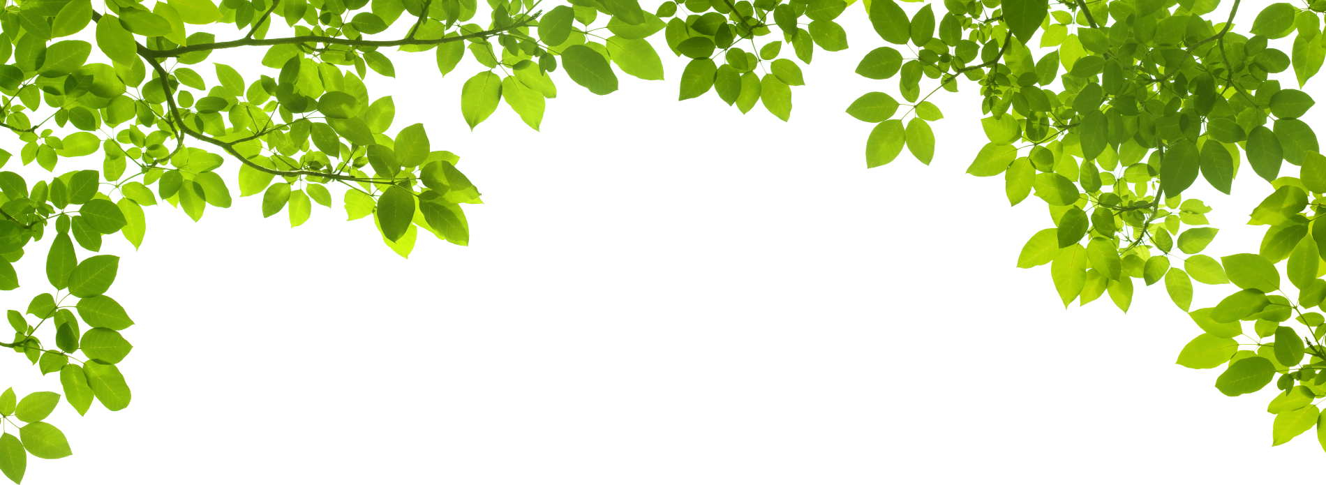Вертикальная рамка из листьев на прозрачном фоне фото