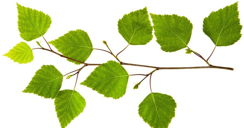 Весенние листья на прозрачном фоне фото
