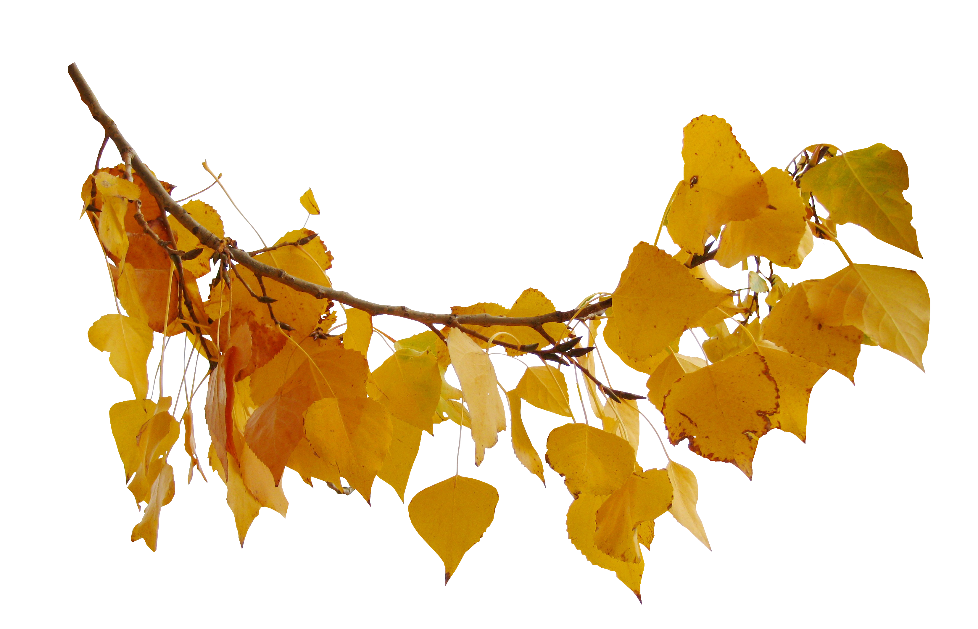 Ветка с кленовыми листьями на прозрачном фоне фото