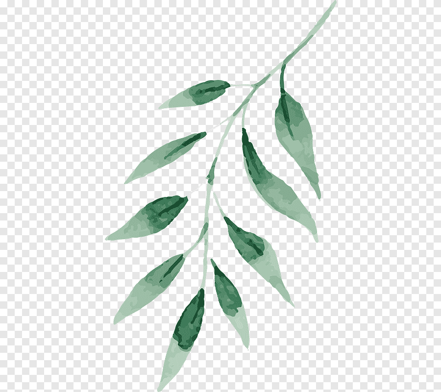 Ветка с листьями на прозрачном фоне фото