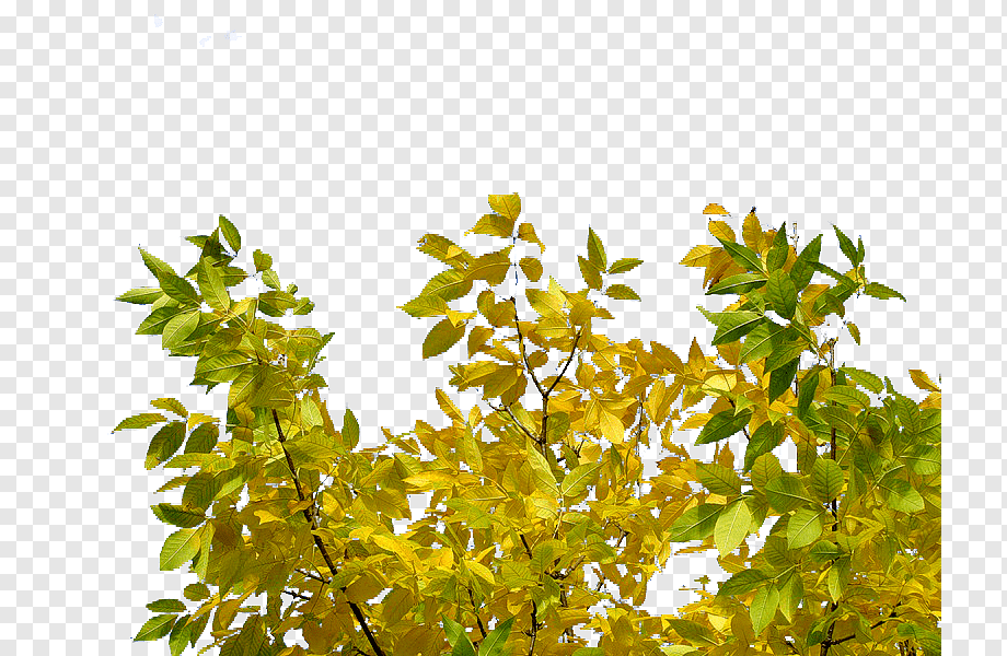 Ветка с желтыми листьями на прозрачном фоне фото