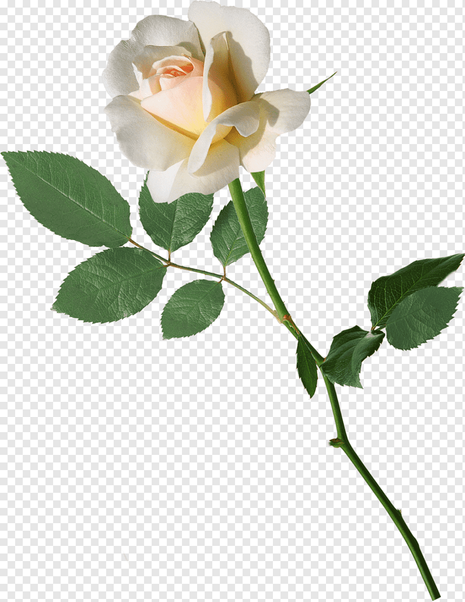 Веточка розы на прозрачном фоне фото