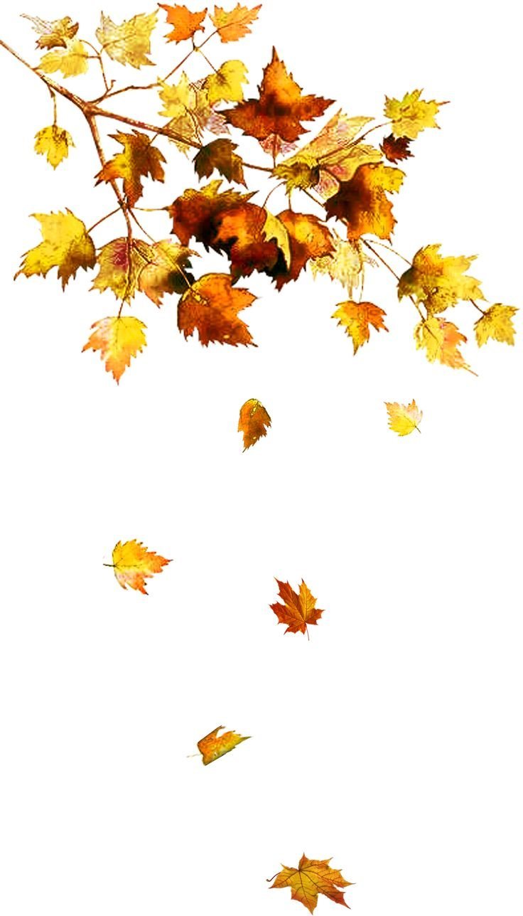 Вихрь осенних листьев на прозрачном фоне фото