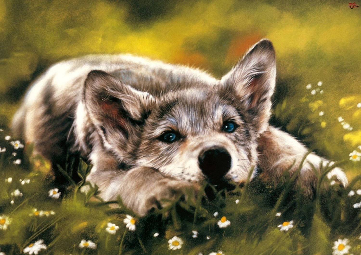 Волчонок рисунки животное фото