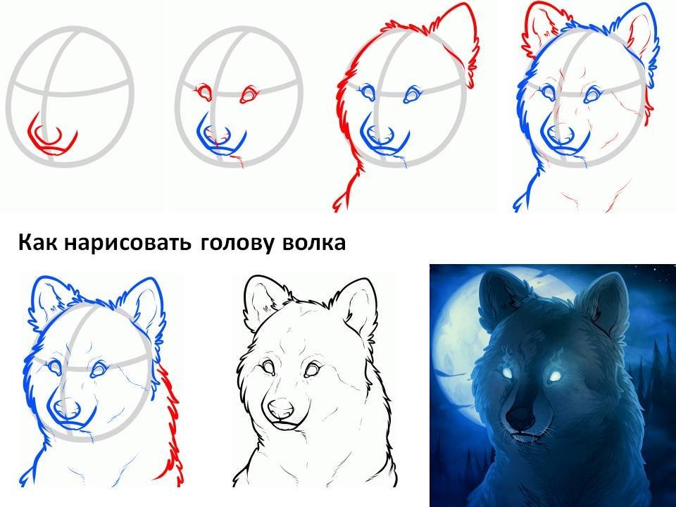 Волк поэтапно для детей рисунок фото