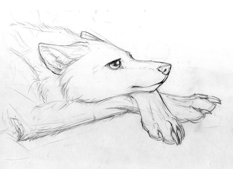 Волк рисунок карандашом легкий для начинающих фото