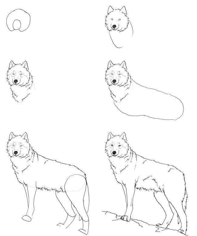 Волки рисунки простым карандашом поэтапно фото