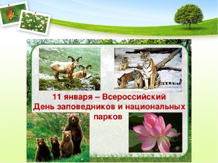 Всероссийский день заповедников и национальных парков рисунок фото