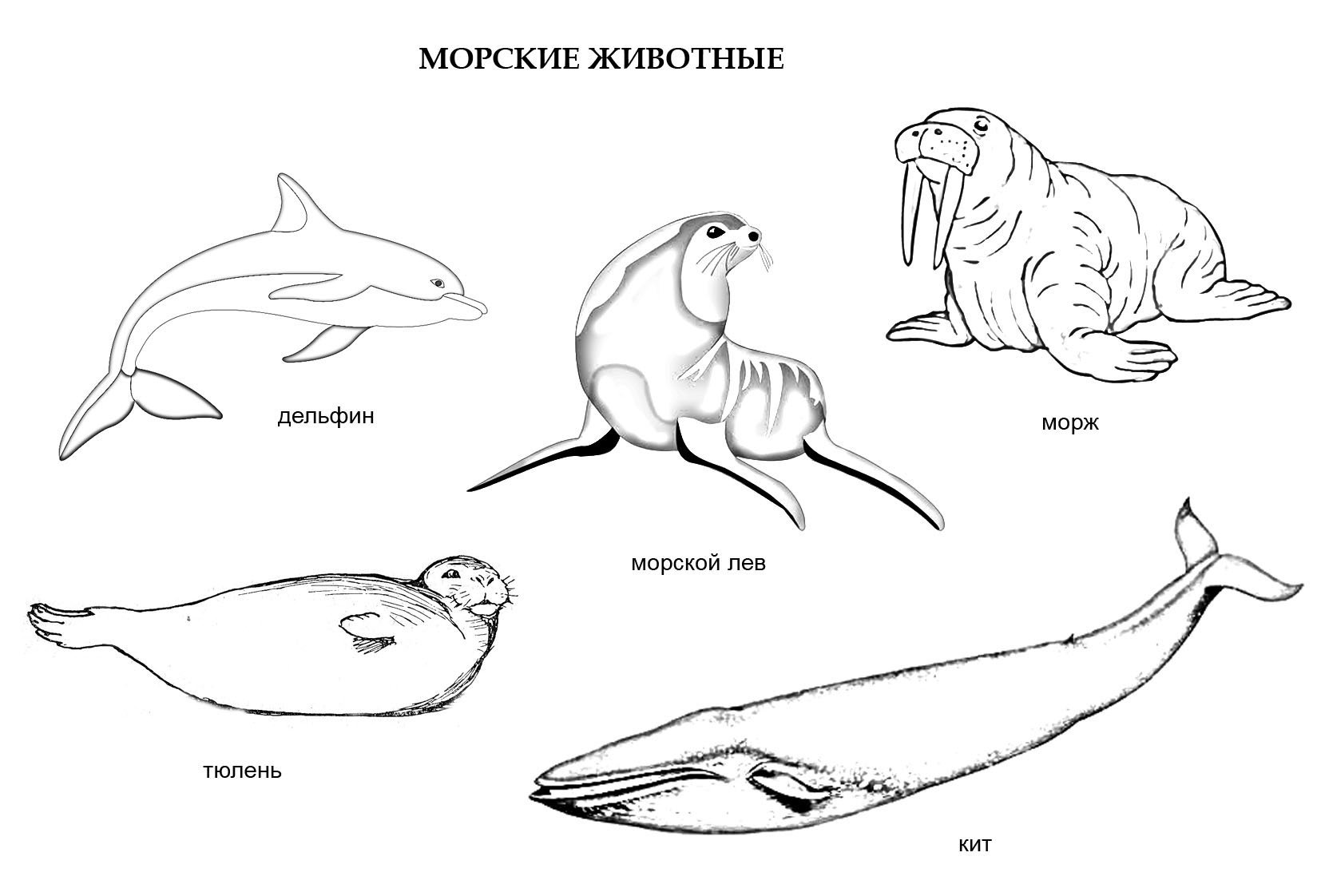 Защита морских животных рисунки фото