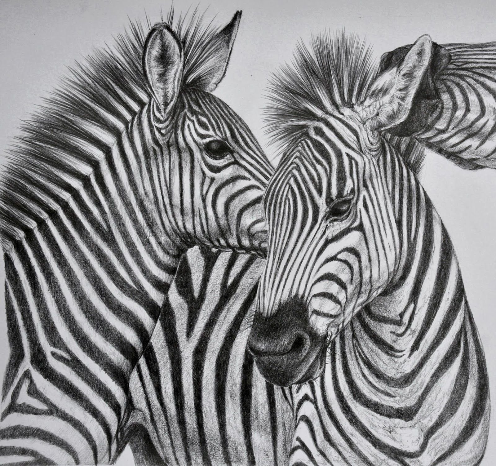 Зебра животное рисунок фото