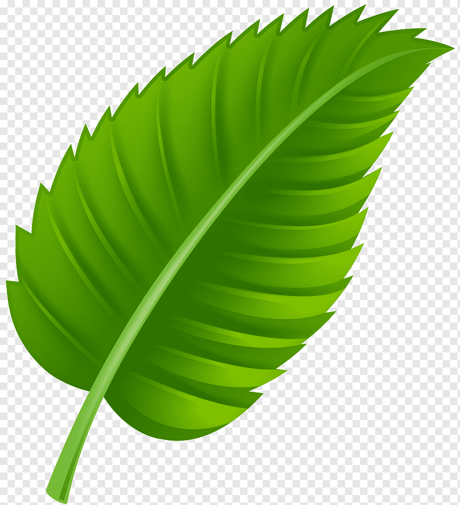Зеленый листик на прозрачном фоне фото