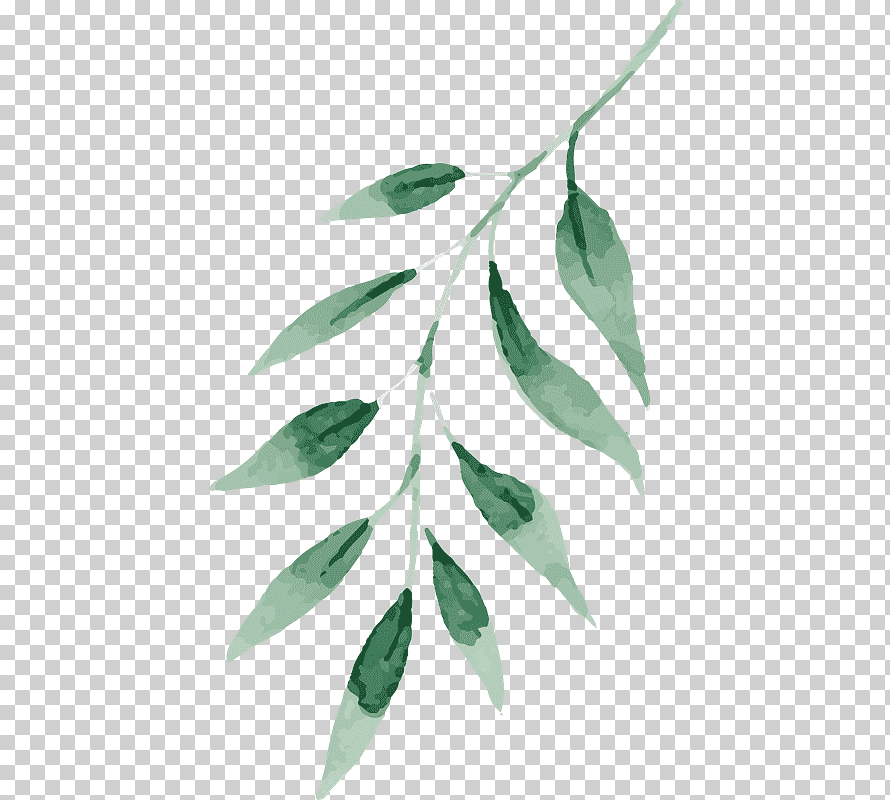 Зеленые листья нарисованные на прозрачном фоне фото