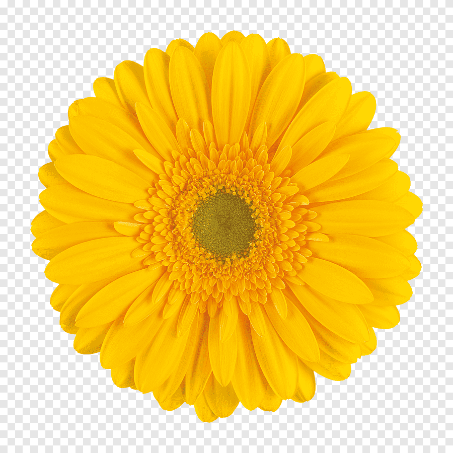 Желтый цветок на прозрачном фоне фото