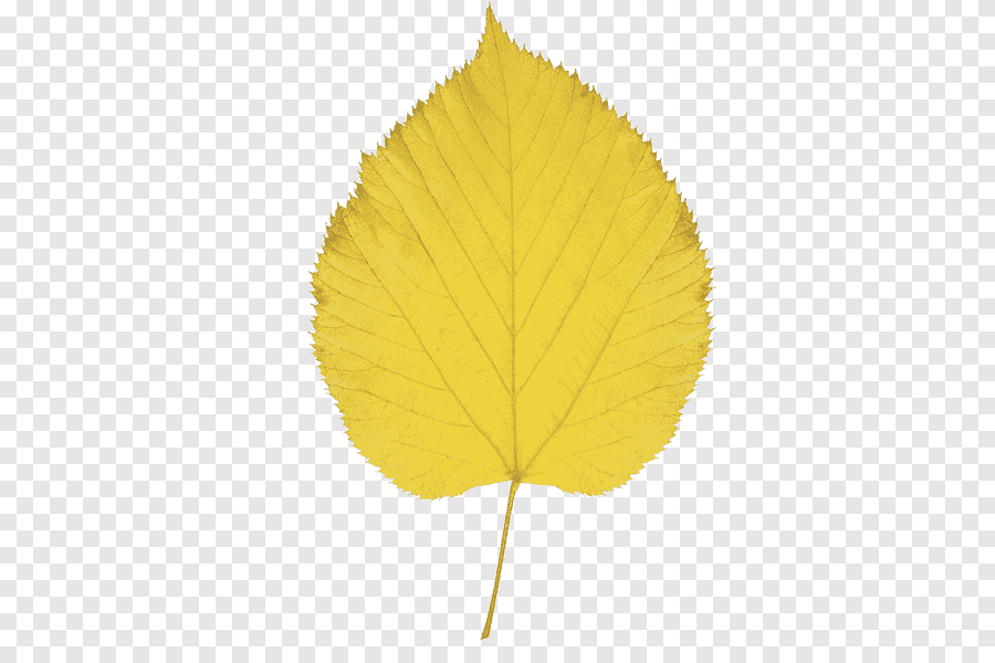 Желтые листья березы на прозрачном фоне фото
