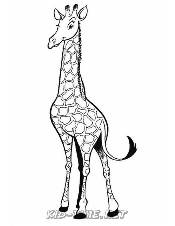 Жираф контурный рисунок фото