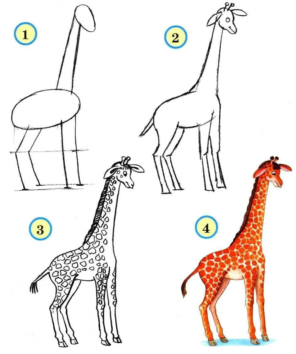 Жираф рисунок детский для срисовывания фото