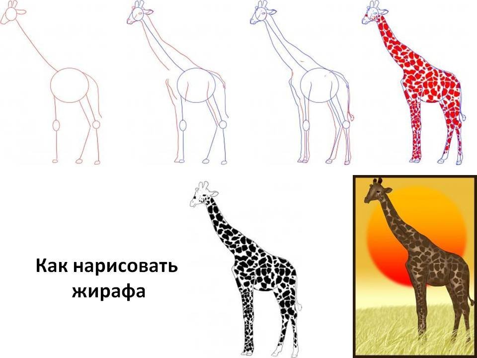 Жираф рисунок для детей простой поэтапно фото