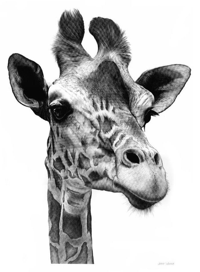 Жираф рисунок эскиз фото