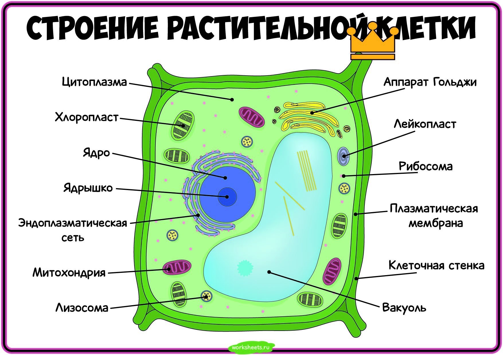 Животная и растительная клетка рисунок с подписями и функциями фото
