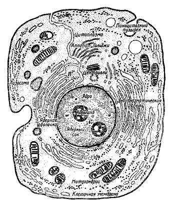 Животная клетка под микроскопом рисунок фото