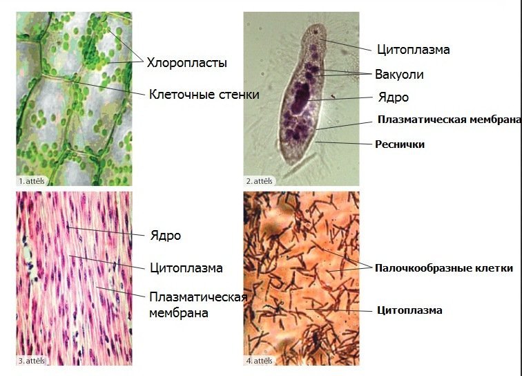 Животная клетка под микроскопом с подписями рисунок фото