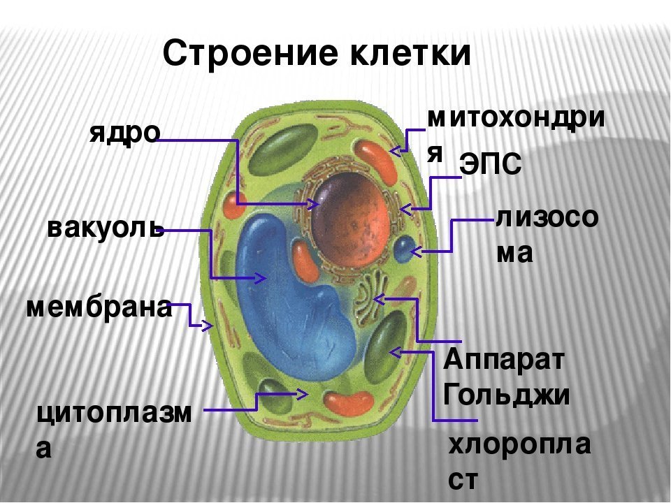Животная клетка строение простой рисунок фото