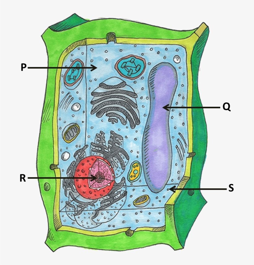 Животная клетка в цвете рисунок фото