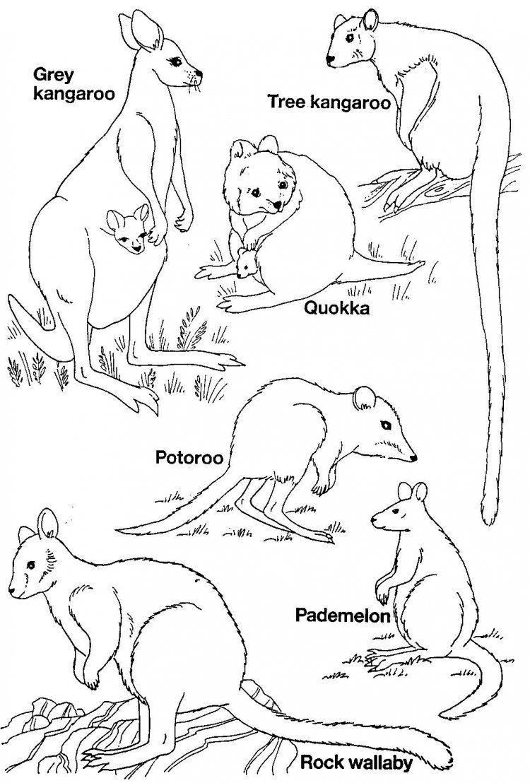 Животные австралии рисунки для детей фото