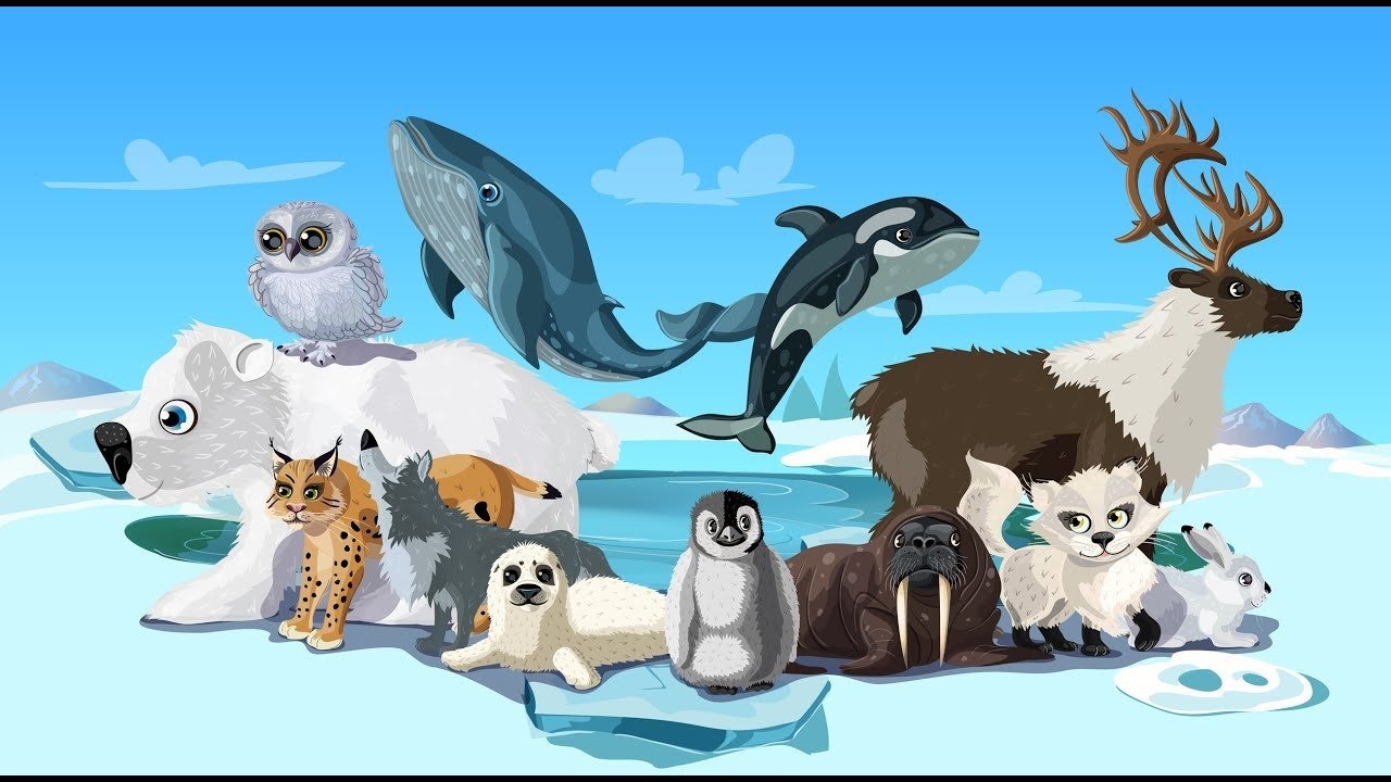 Животные и птицы арктики рисунок фото