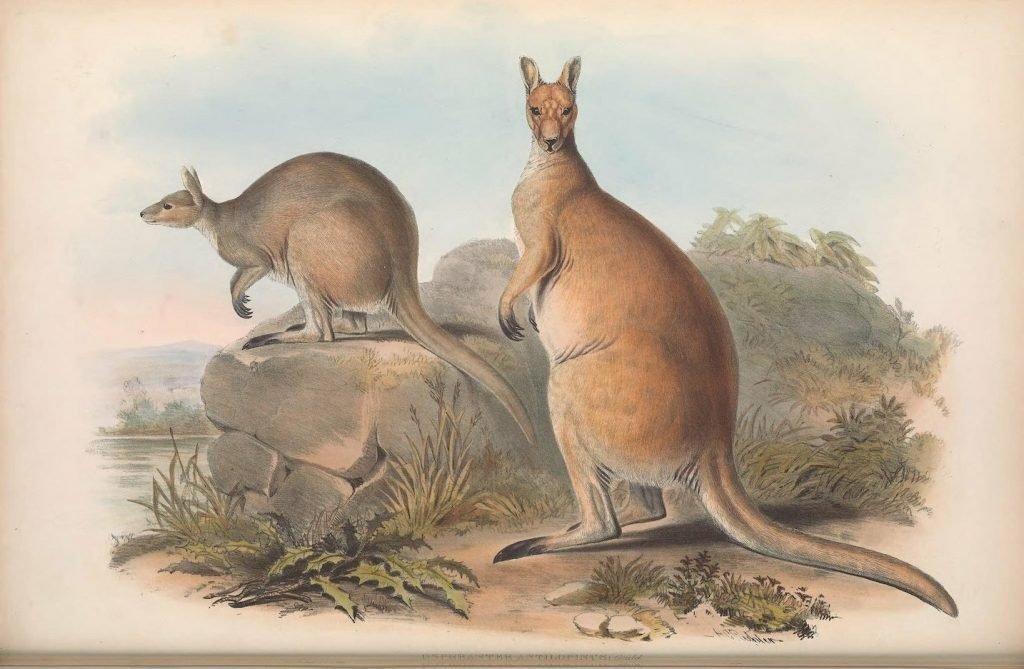 Животные и растения австралии рисунок фото