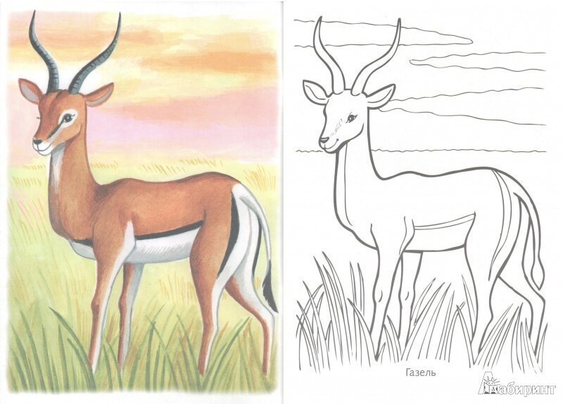 Животные из красной книги рисунки детей легкие фото