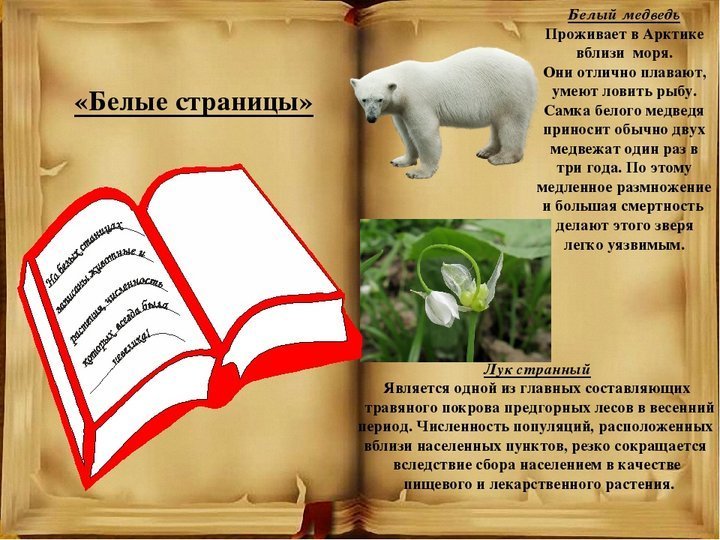 Животные из красной книги рисунок и рассказ фото