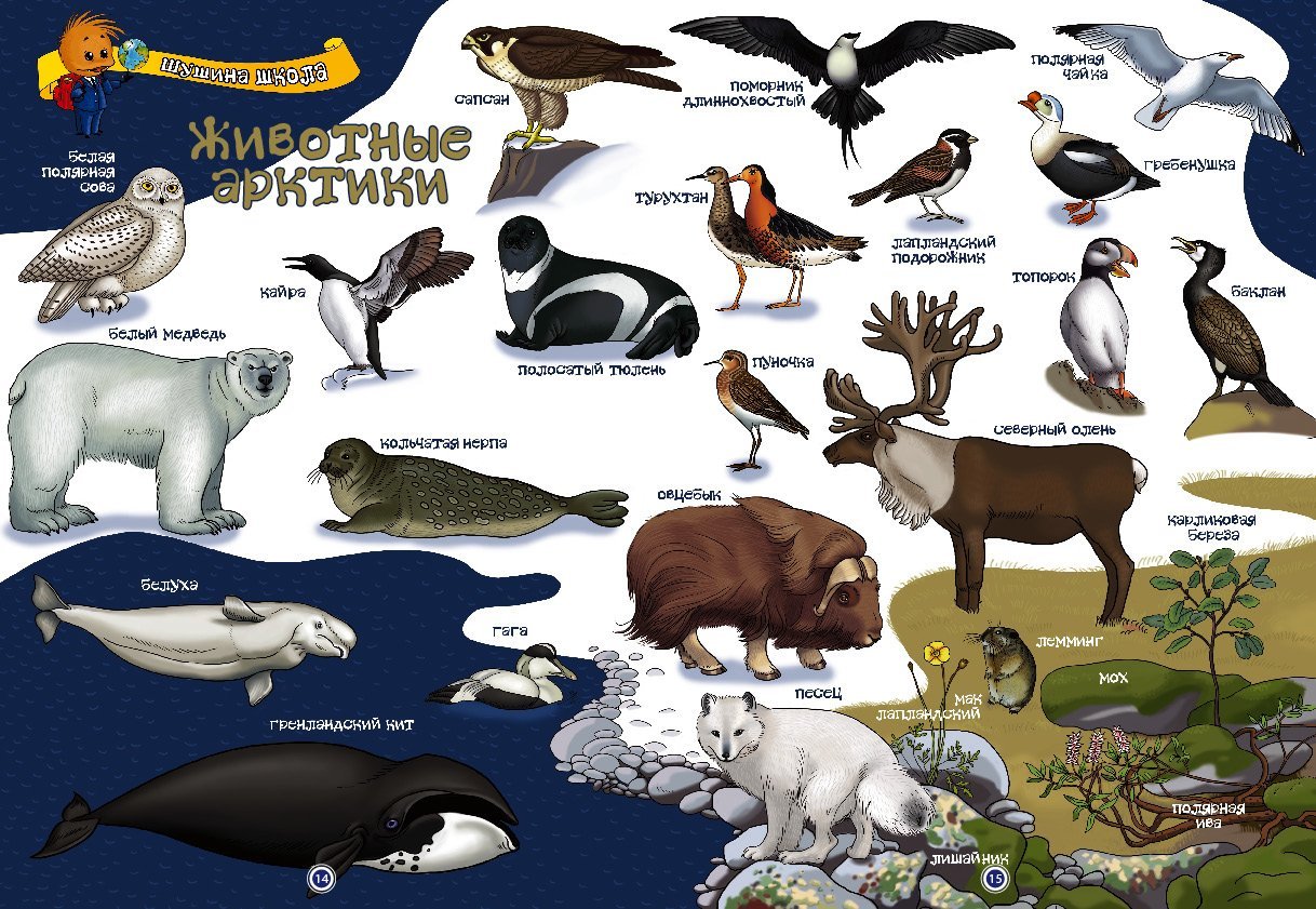 Животные кольского полуострова рисунки фото
