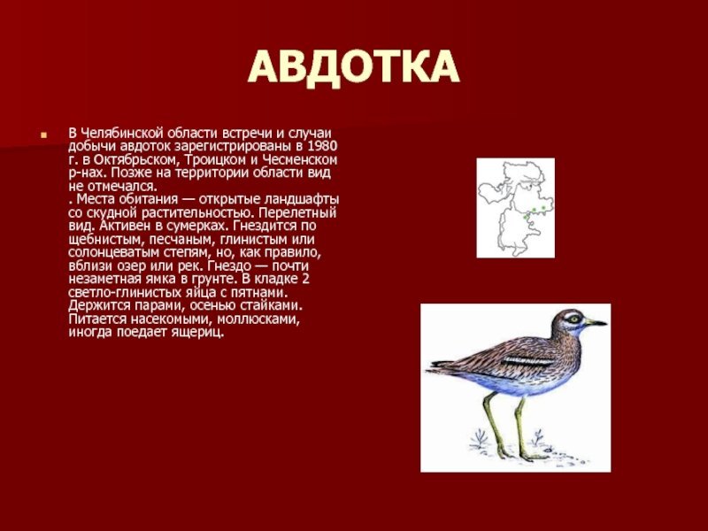 Животные красной книги челябинской области для детей рисунок фото