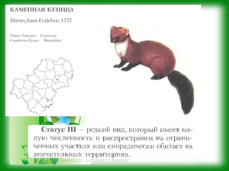 Животные красной книги калужской области рисунки детей фото
