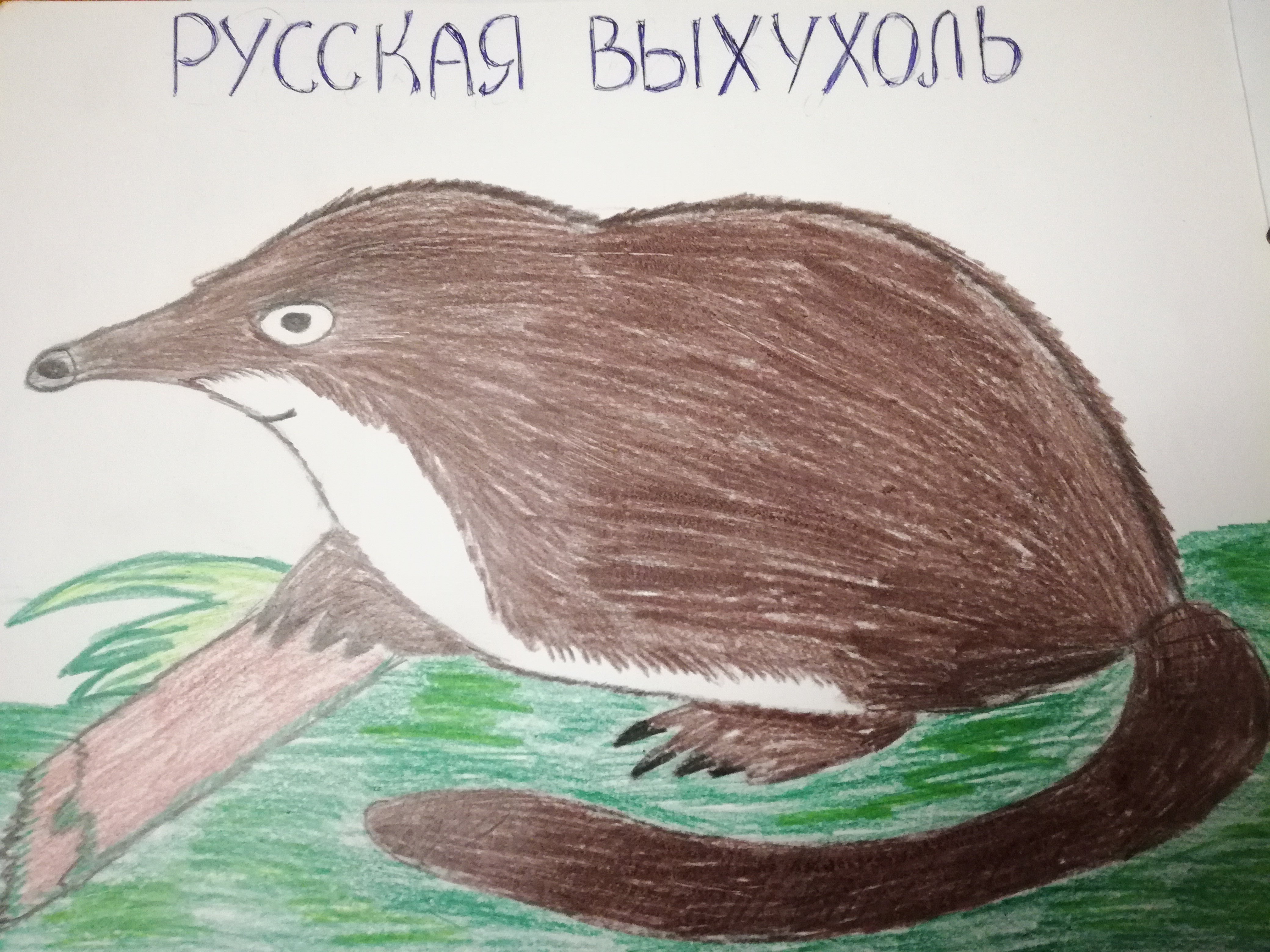 Животные красной книги россии рисунки детей фото