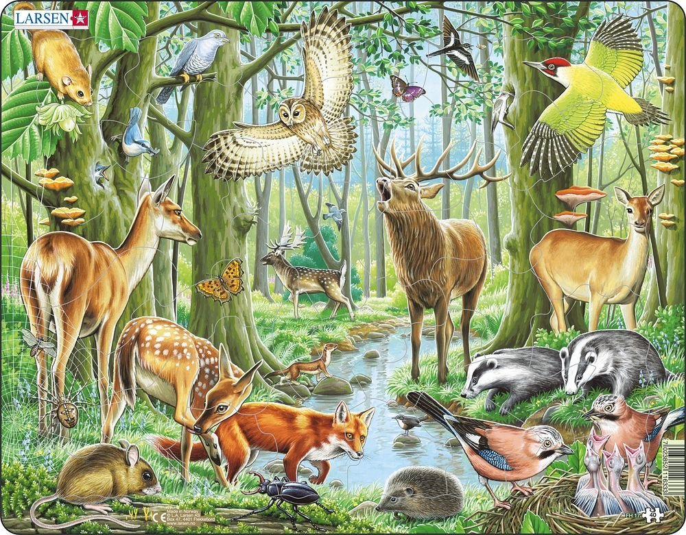 Животные лесов россии рисунки фото