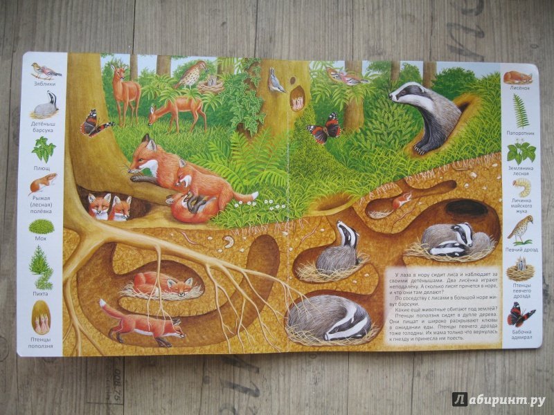 Животные под землей рисунок фото