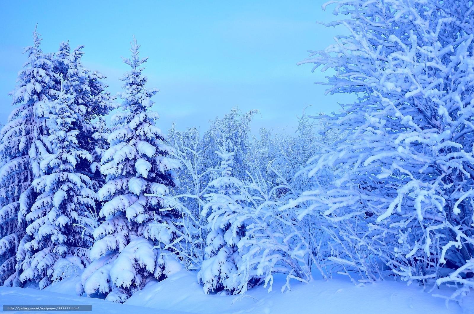 Зимний лес фоновые рисунки фото